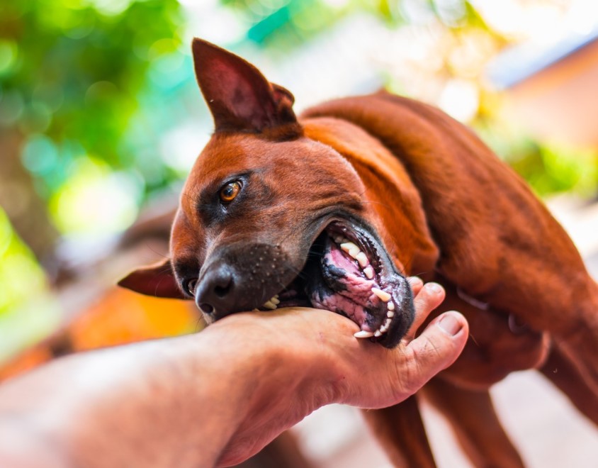 Why You Should Hire a Dog Bite Attorney